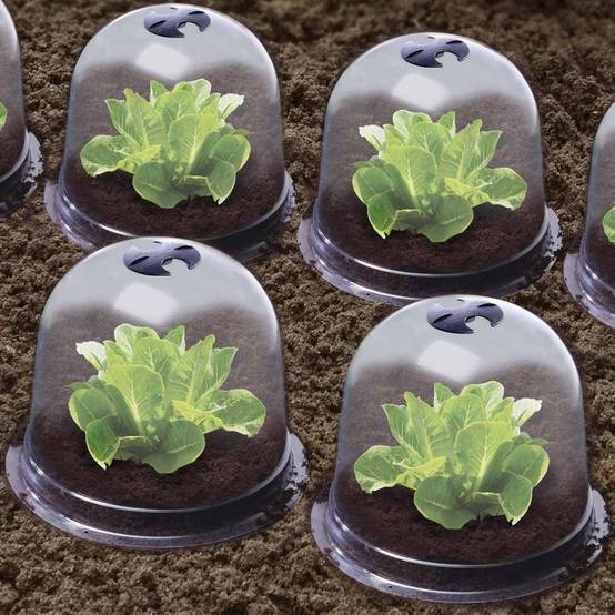 Cloches à salades plastique - Lot de 6 - Image 6