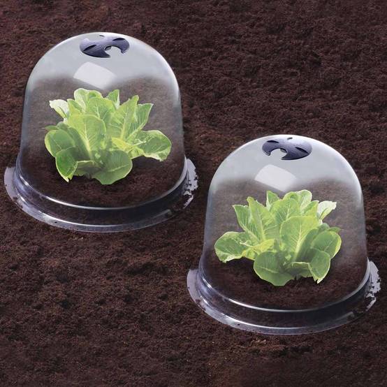 Cloches à salades plastique - Lot de 6 - Image 5