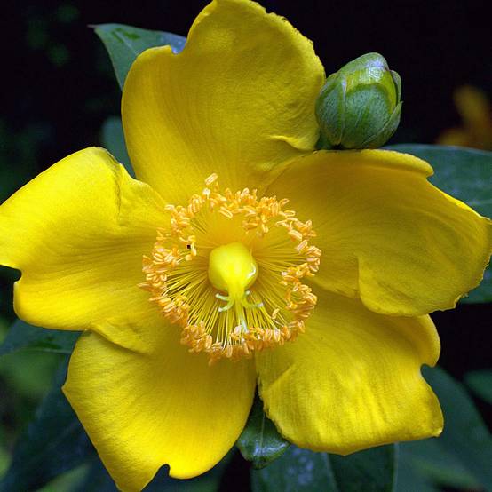 Hypericum - Millepertuis Hidcote Godet de 8/9 cm - Image 1