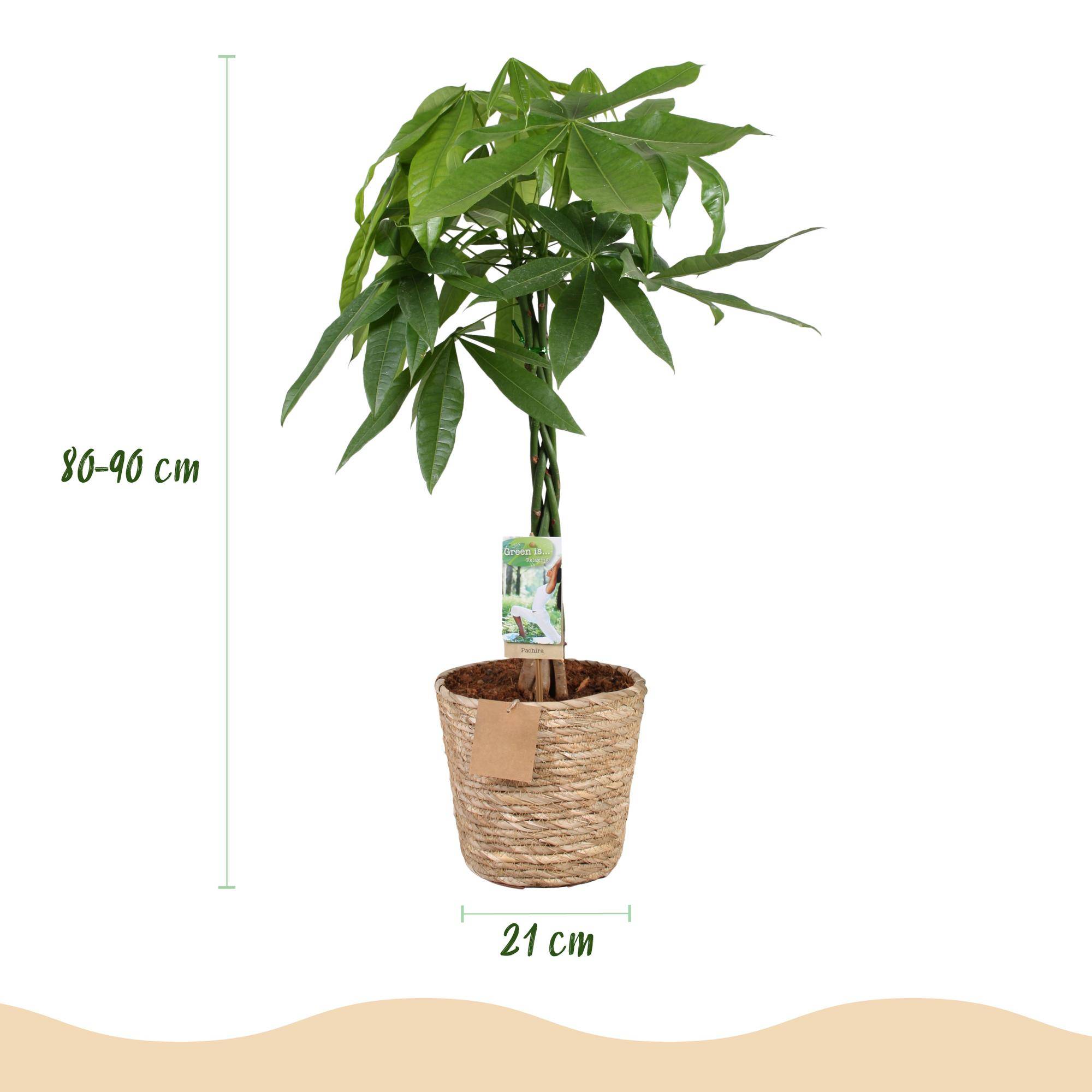 Pachira Aquatica - Arbre à argent - Pot de 21cm - Hauteur 80-90cm - Panier - Plantes d'intérieur - Image 3