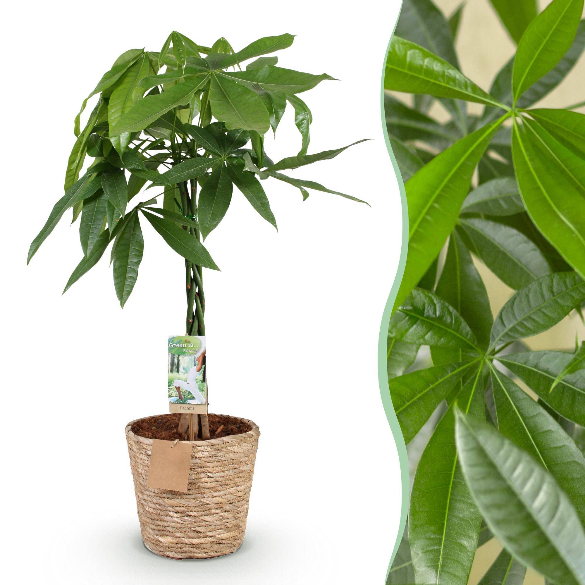 Pachira Aquatica - Arbre à argent - Pot de 21cm - Hauteur 80-90cm - Panier - Plantes d'intérieur