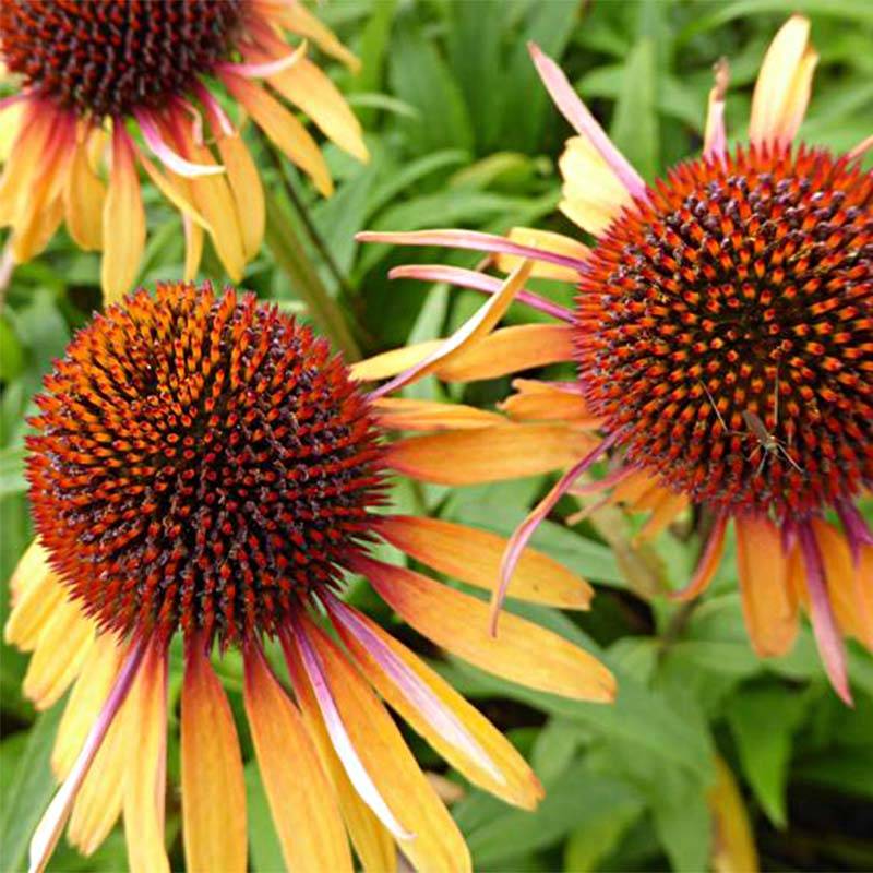Promesse de Fleurs - Echinacea purpurea Funky Yellow - Echinacée Pot de 2L/3L