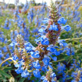 Sauge, Salvia uliginosa African Skies Godet de 8/9 cm