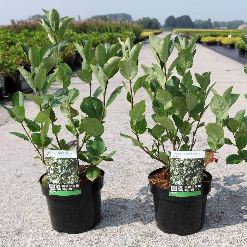 Aronia prunifolia Aron Pot de 2L/3L - Image 1