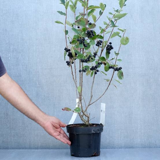 Aronia prunifolia Aron Pot de 2L/3L - Image 2