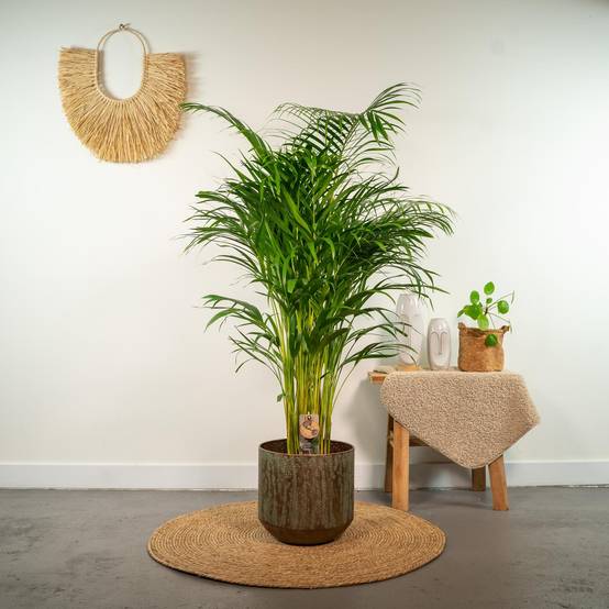 Palmier Areca - D21 H130cm - Image 2