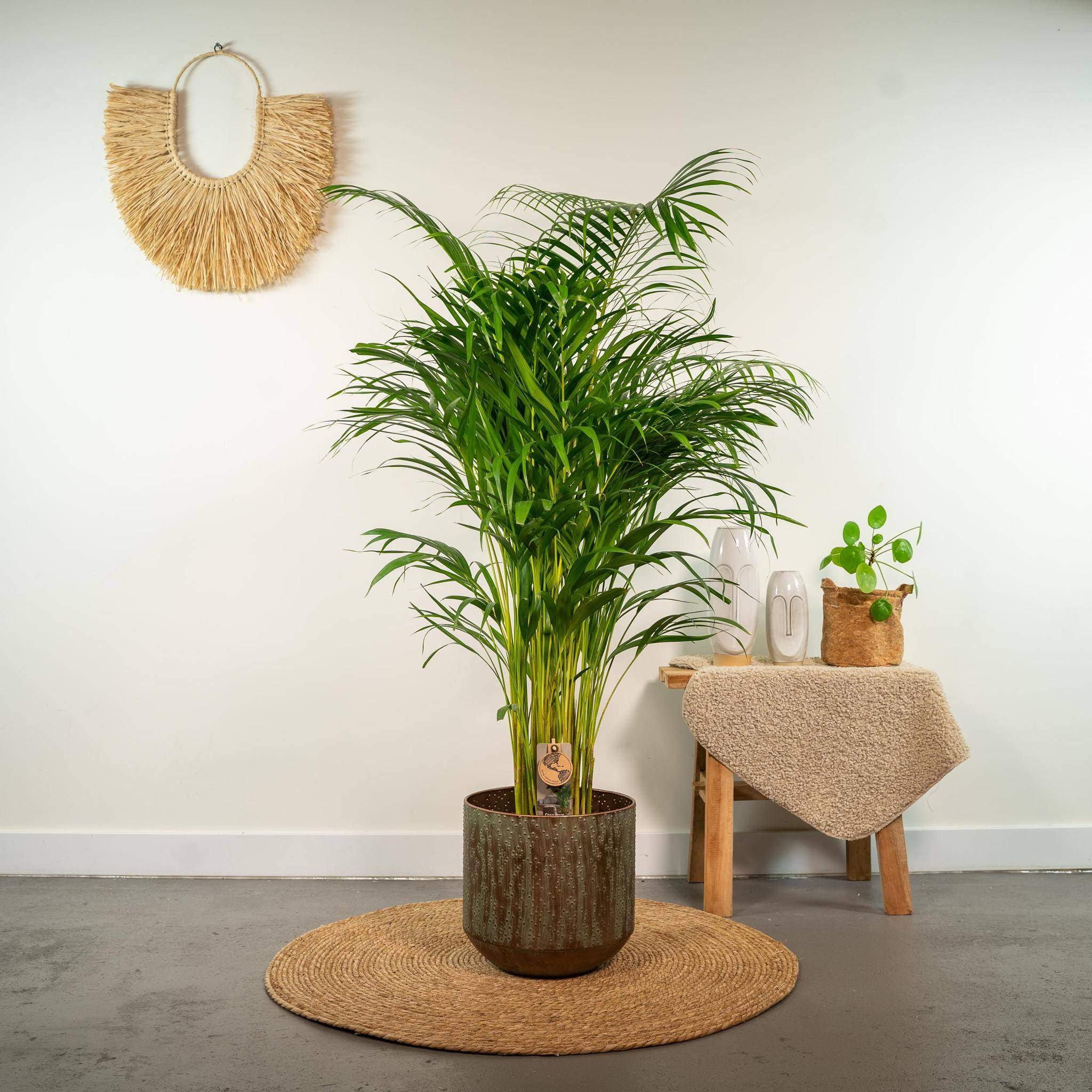 Palmier Areca - D21 H130cm - Image 2