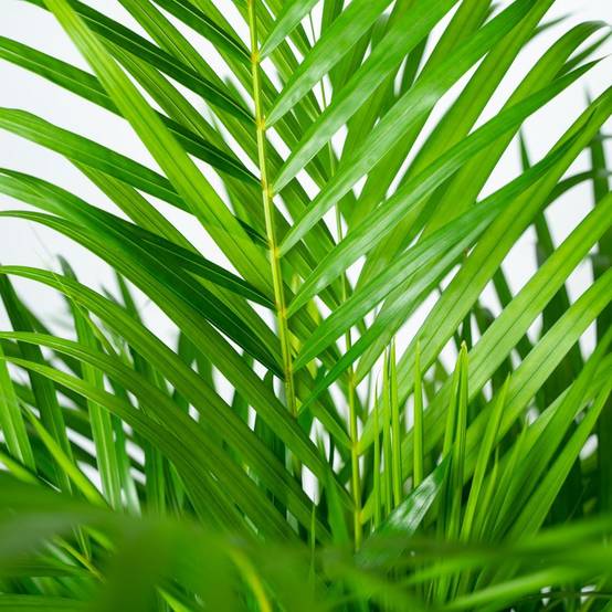 Palmier Areca - D21 H130cm - Image 3