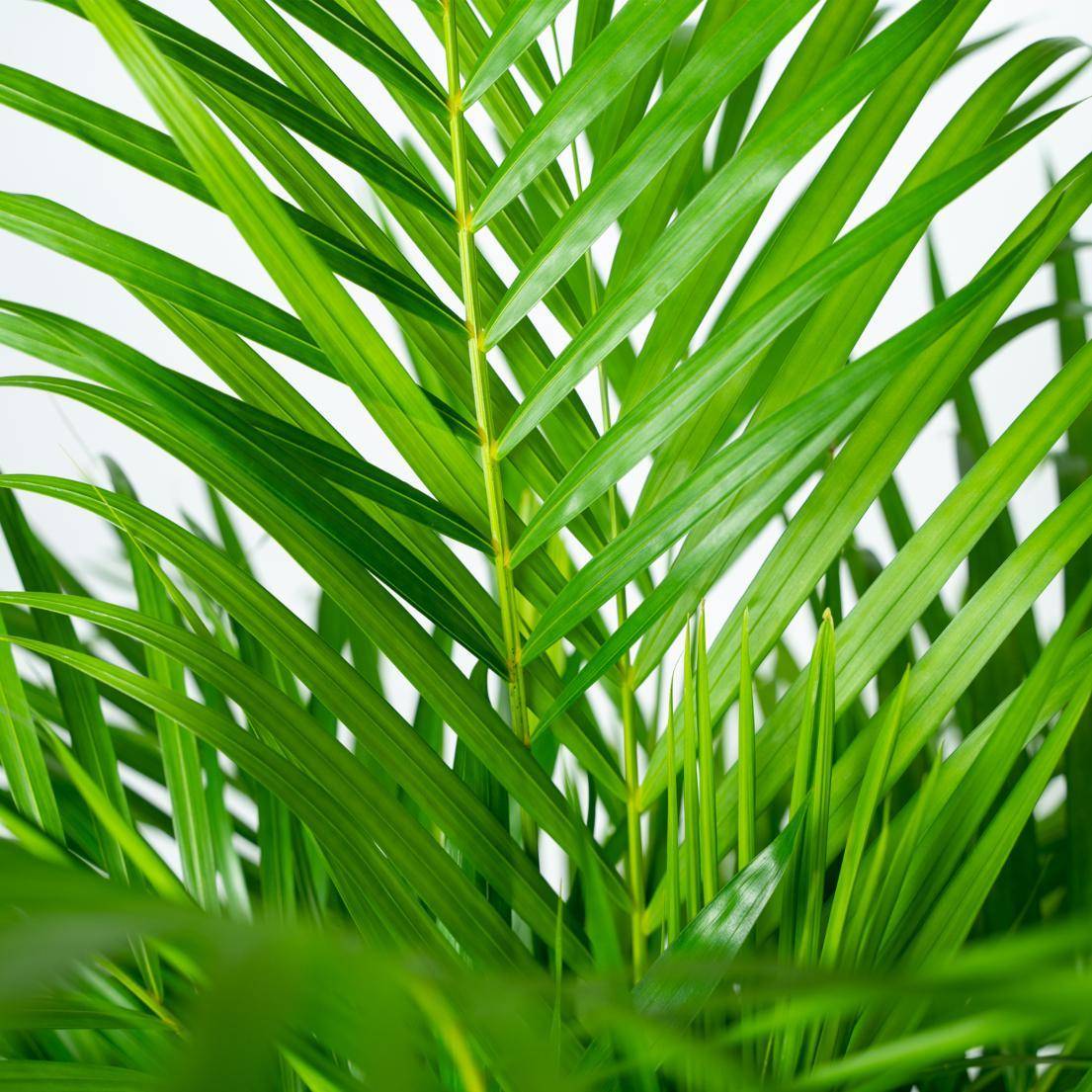 Palmier Areca - D21 H130cm - Image 3