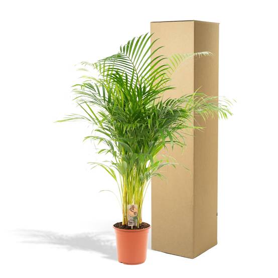 Palmier Areca - D21 H130cm - Image 5