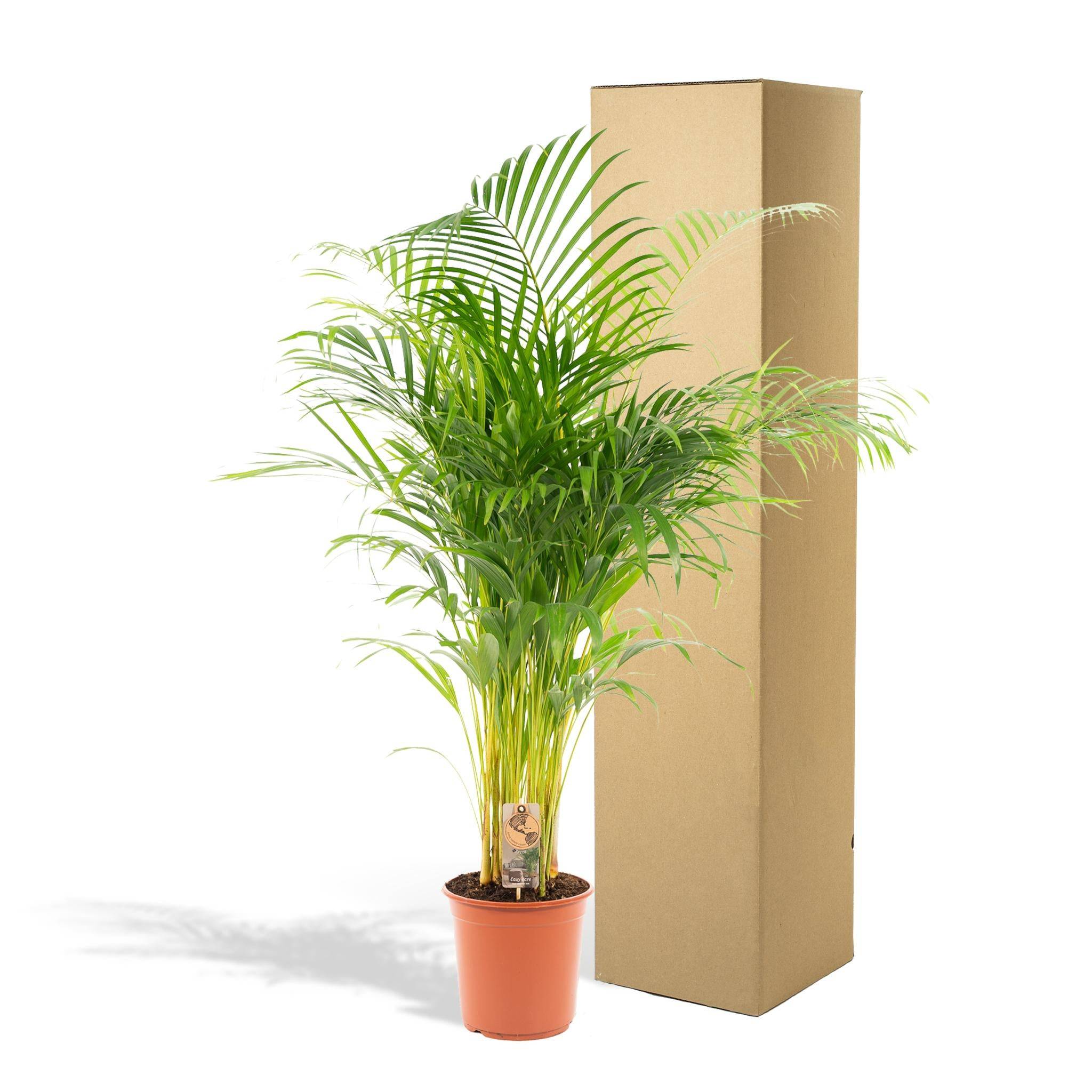 Palmier Areca - D21 H130cm - Image 5