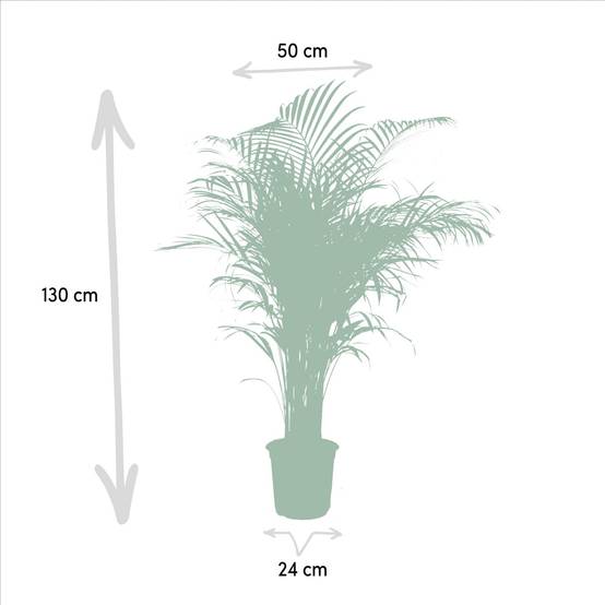 Palmier Areca - D21 H130cm - Image 4