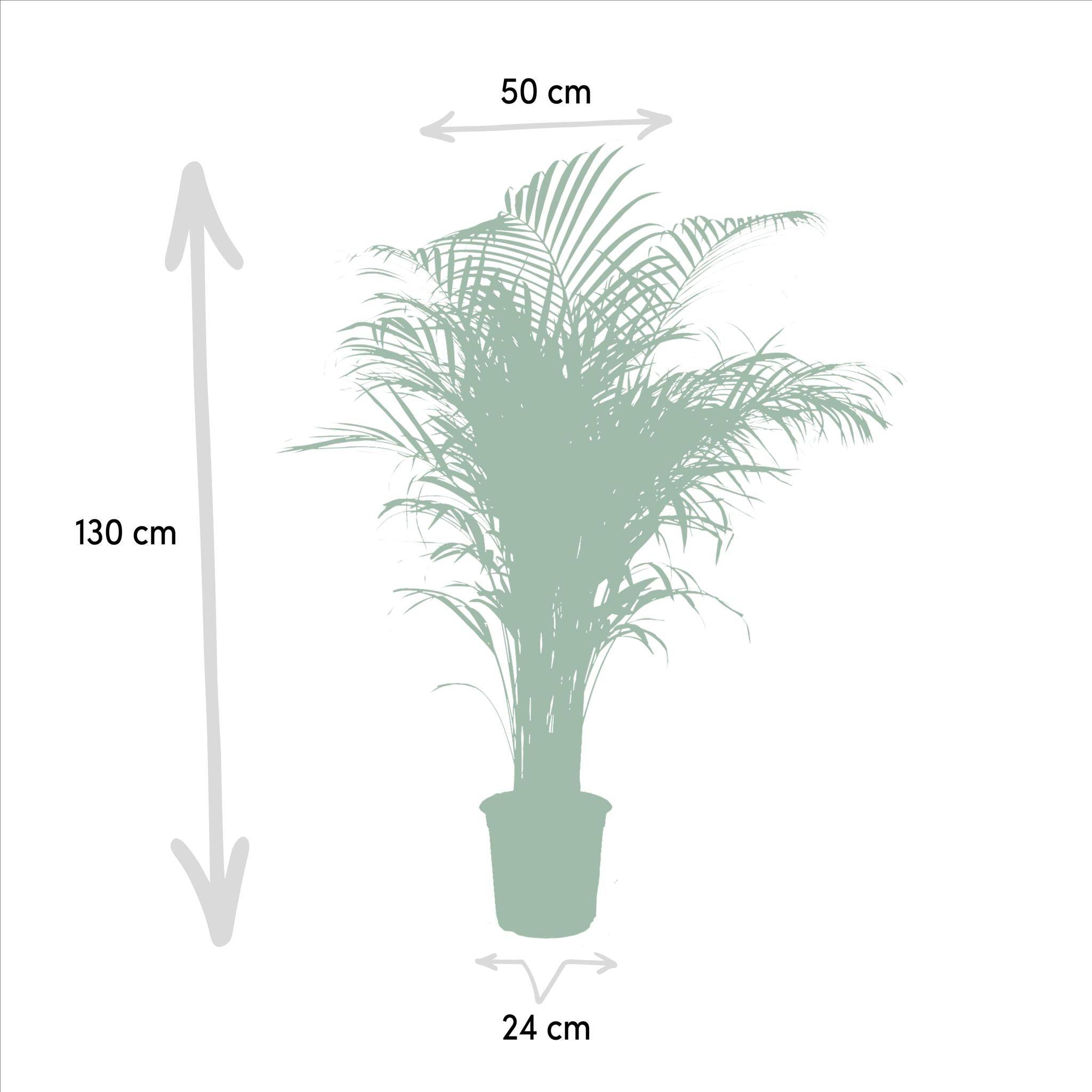 Palmier Areca - D21 H130cm - Image 4