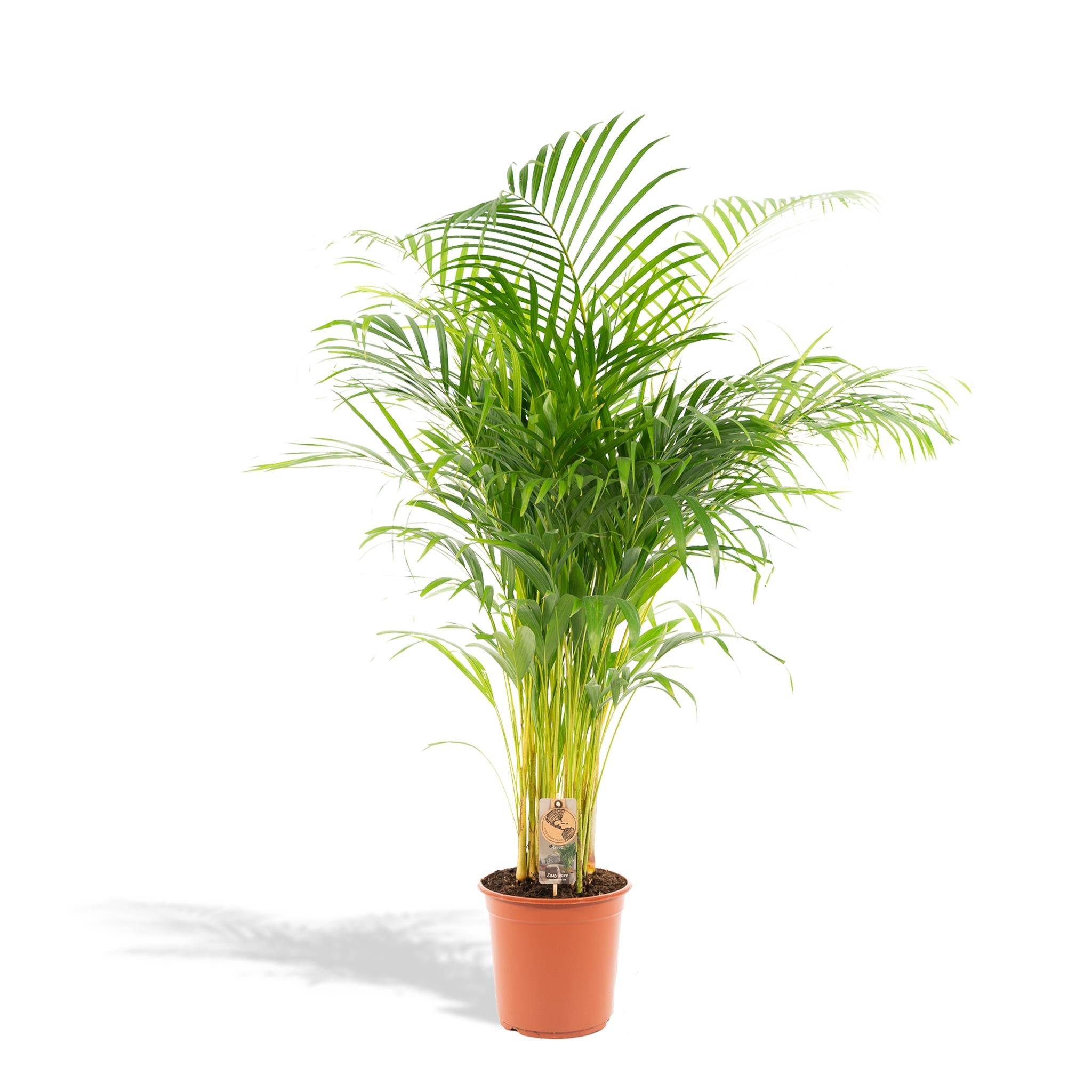 Palmier Areca - D21 H130cm - Image 1