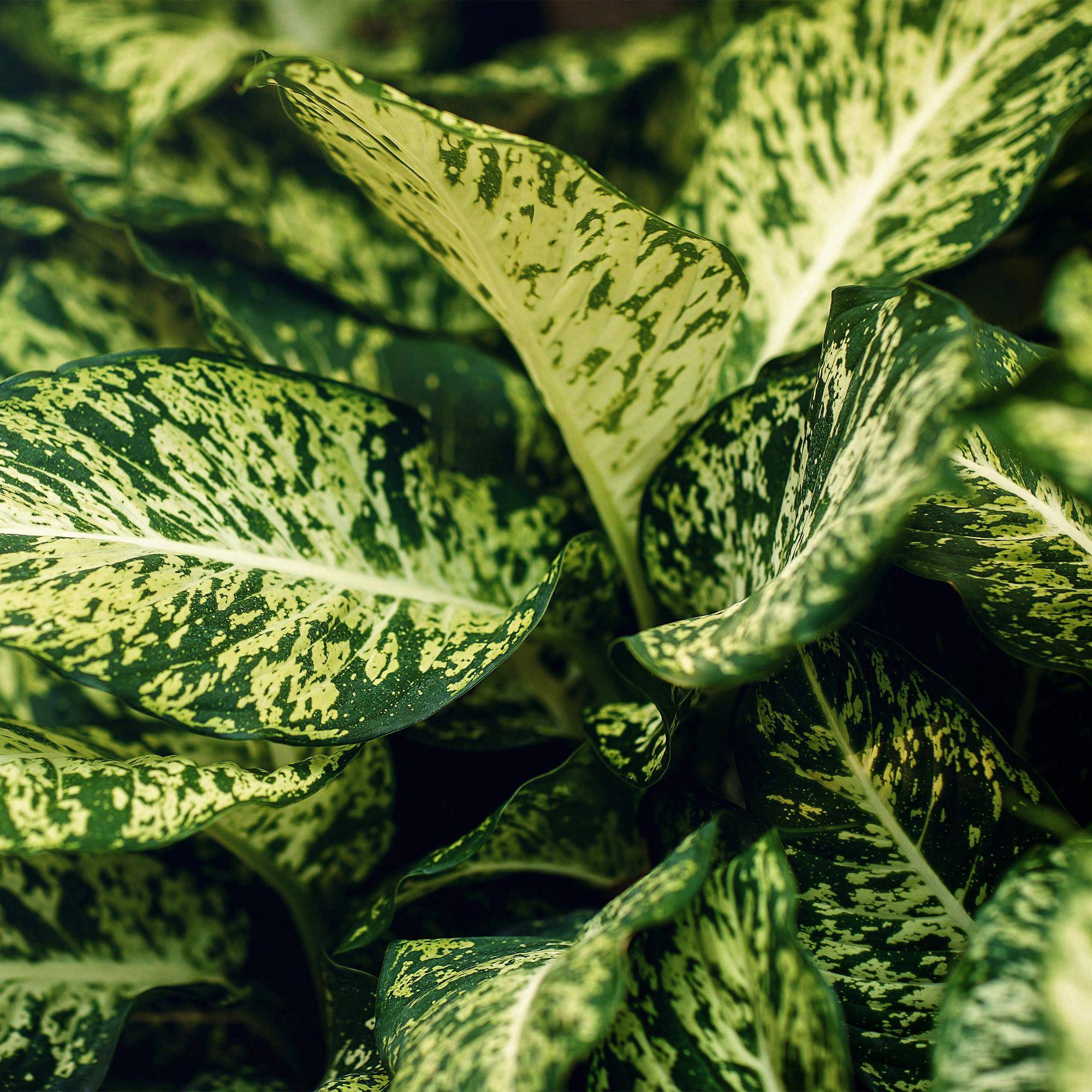 Diefenbachia Compacta - Dieffenbachia - Pot de 17cm - Hauteur 45-50cm - 2 plantes - Panier - Plantes d'intérieur - Image 5