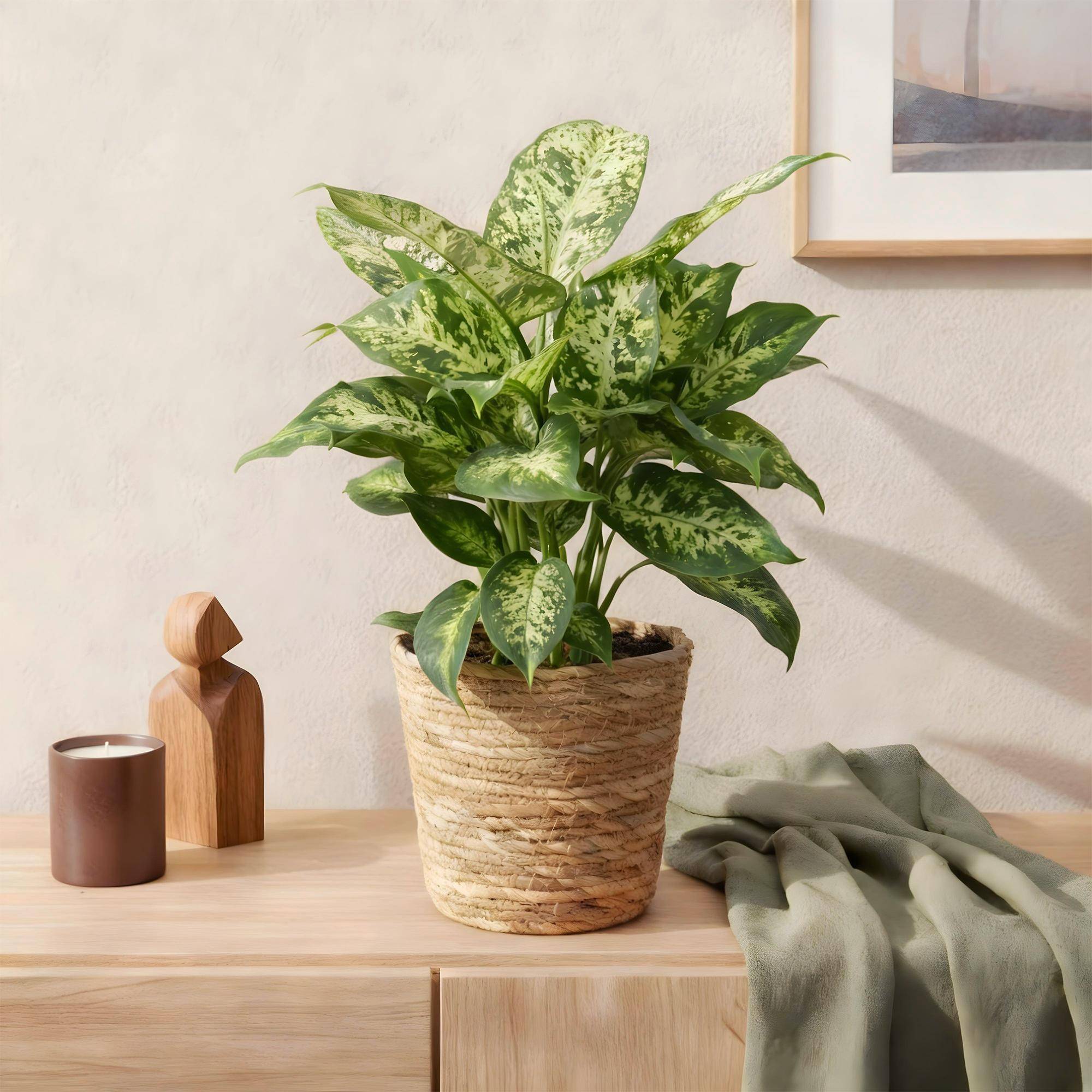 Diefenbachia Compacta - Dieffenbachia - Pot de 17cm - Hauteur 45-50cm - 2 plantes - Panier - Plantes d'intérieur - Image 4