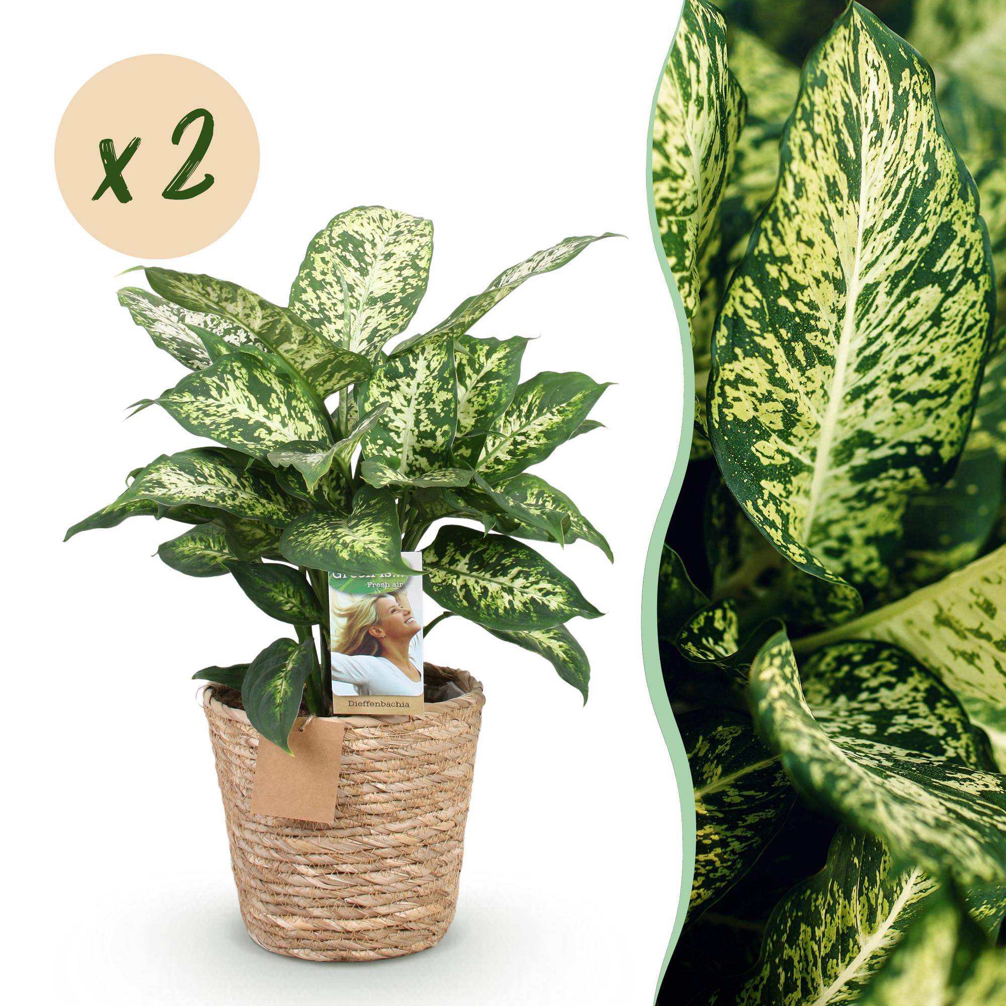 Diefenbachia Compacta - Dieffenbachia - Pot de 17cm - Hauteur 45-50cm - 2 plantes - Panier - Plantes d'intérieur - Image 1