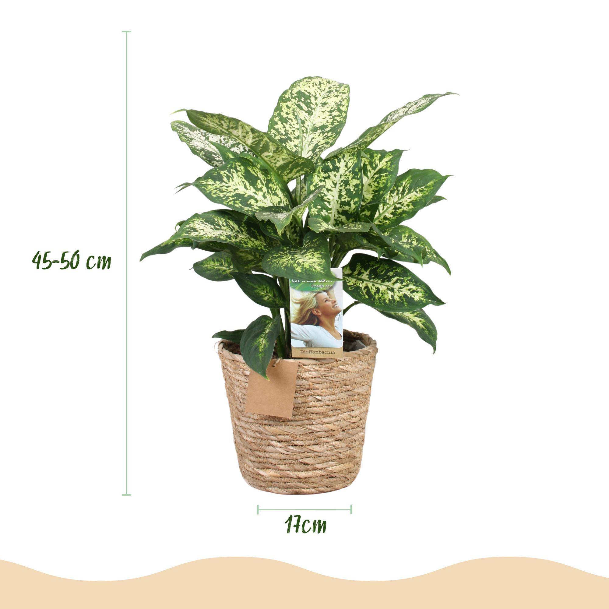 Diefenbachia Compacta - Dieffenbachia - Pot de 17cm - Hauteur 45-50cm - 2 plantes - Panier - Plantes d'intérieur - Image 3