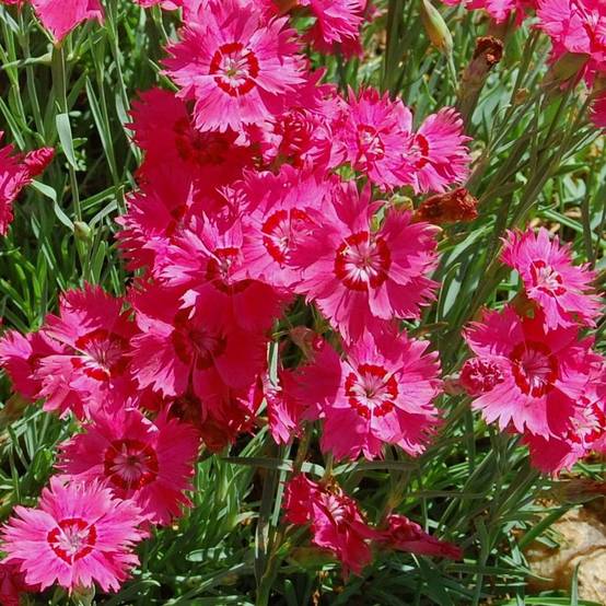 Dianthus deltoides Brillant - Oeillet des landes Godet de 7/8 cm