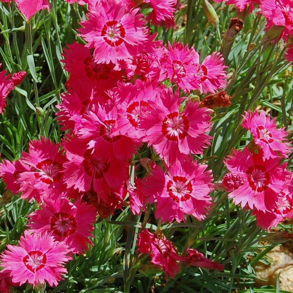 Dianthus deltoides Brillant - Oeillet des landes Godet de 7/8 cm
