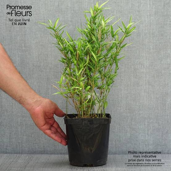 Promesse de Fleurs - Pleioblastus shibuyanus Tsuboï - Bambou nain panaché Pot de 1,5L/2L - Image 2