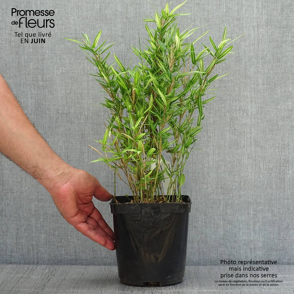 Promesse de Fleurs - Pleioblastus shibuyanus Tsuboï - Bambou nain panaché Pot de 1,5L/2L - Image 2