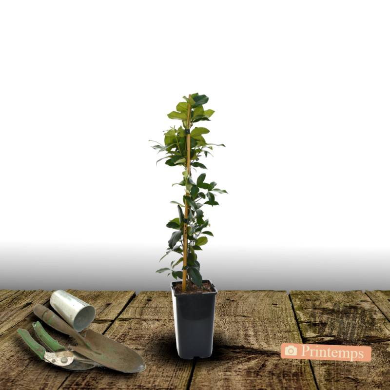 Jasmin étoilé Star of Toscane® 'Selbra' à fleurs Jaune - feuillage Persistant - Pot de 1,8L - Tuteur bambou 30/60 cm- hauteur à maturité De 3,00 m à - Image 5