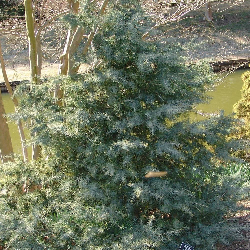 Cèdre de l'Himalaya, Cedrus deodara - Pot de 20L - 175/200 - Image 1