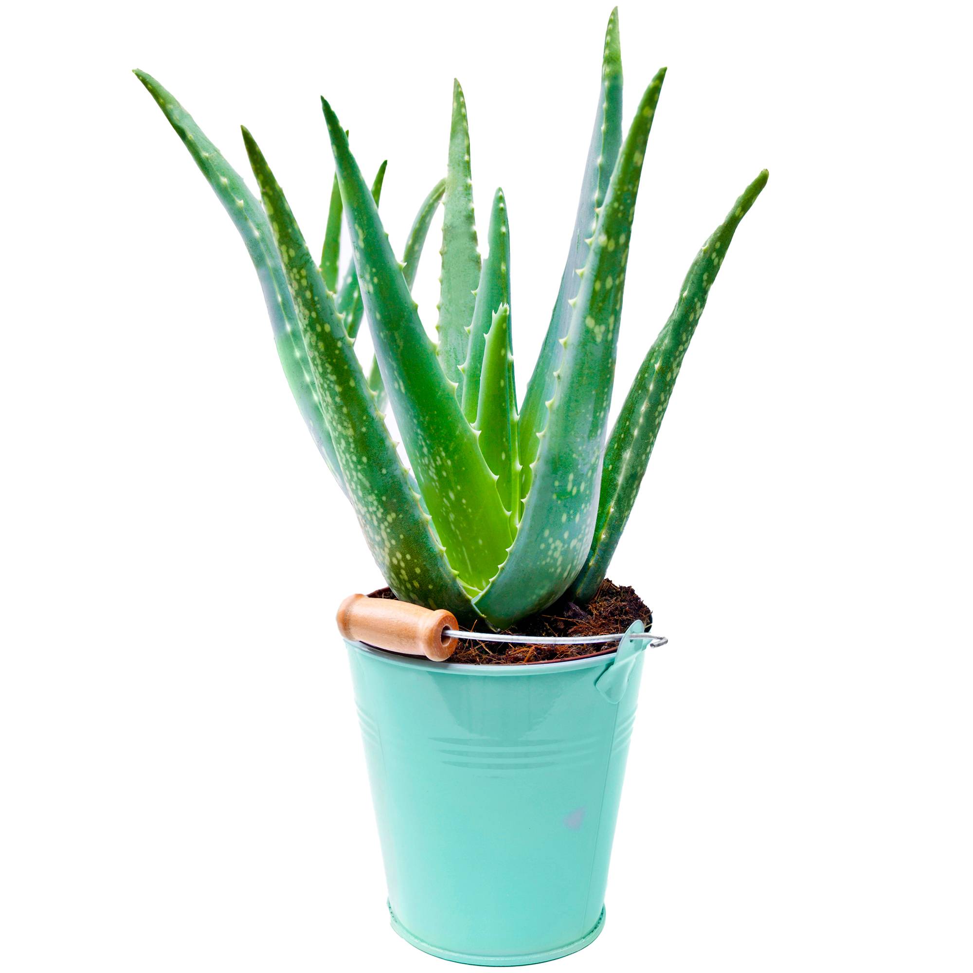Gardenersdream - 1 X Aloe Vera | 25-35 Cm En Pot | Plante D’Intérieur Apaisante Cadeau À Vendre - GardenersDream - Image 1