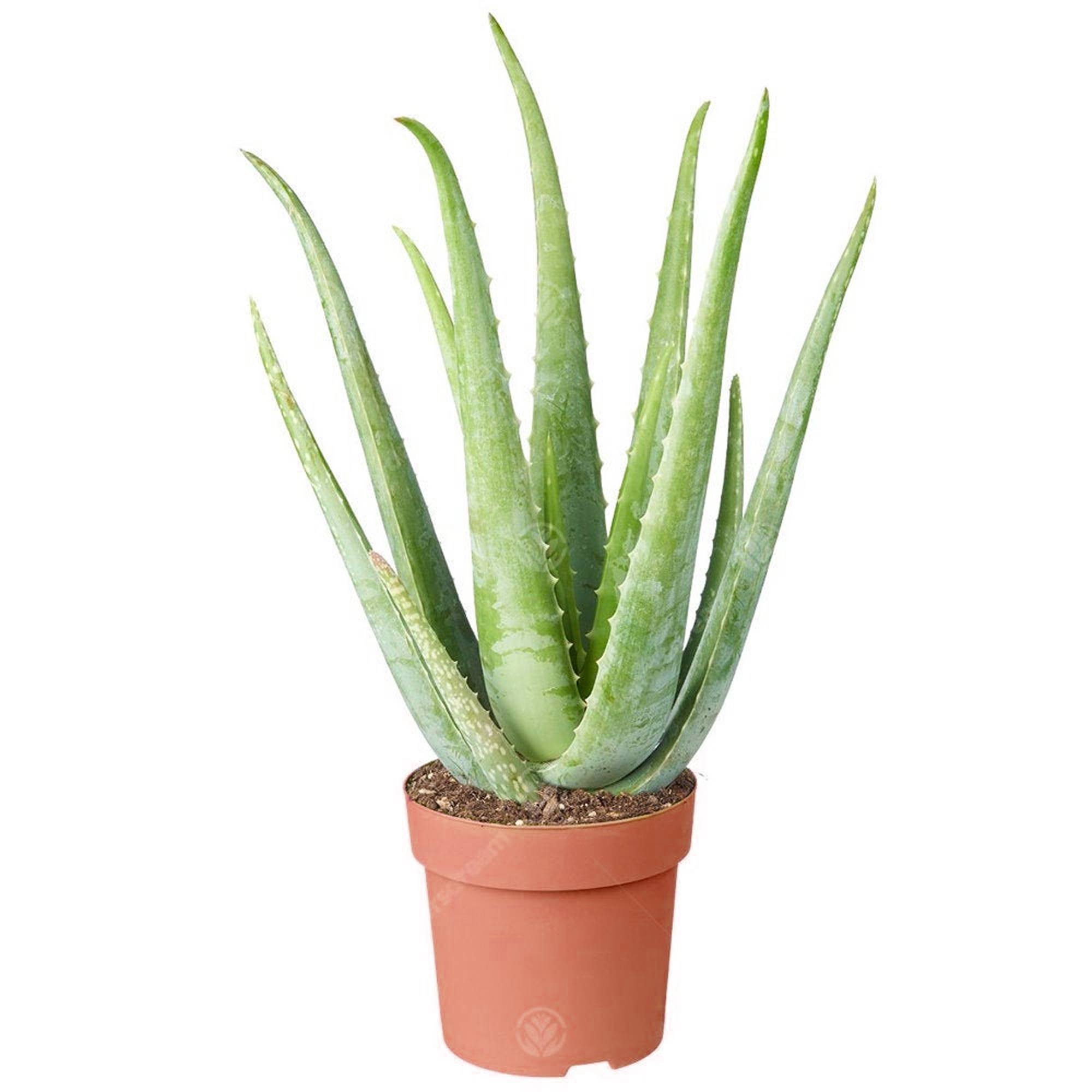 Gardenersdream - 1 X Aloe Vera | 25-35 Cm En Pot | Plante D’Intérieur Apaisante Cadeau À Vendre - GardenersDream - Image 2