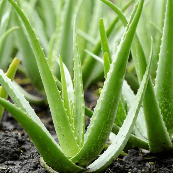 Gardenersdream - 1 X Aloe Vera | 25-35 Cm En Pot | Plante D’Intérieur Apaisante Cadeau À Vendre - GardenersDream - Image 3
