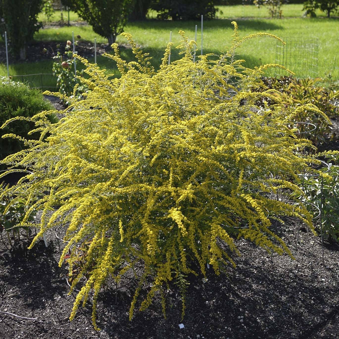 Solidago rugosa Fireworks - Verge d'or Pot de 2L/3L