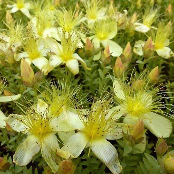 Hypericum olympicum Citrinum - Millepertuis du Mont Olympe 'Citrinum' Godet de 8/9 cm