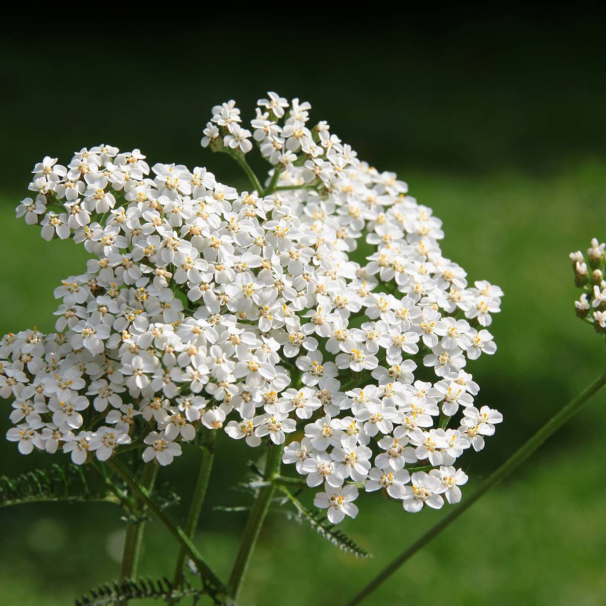 Promesse de Fleurs - Graines d'Achillée millefeuille blanche - Achillea millefolium le sachet de 5100 graines environ (1g)