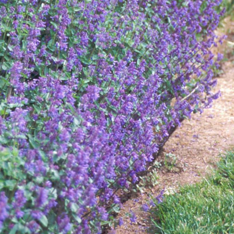 Herbe aux chats - Menthe des chats Six Hills Giant, Nepeta à fleurs Bleue - feuillage Persistant - Godet - 5/20 cm-  hauteur à maturité De 0,15 m à 0, - Image 2