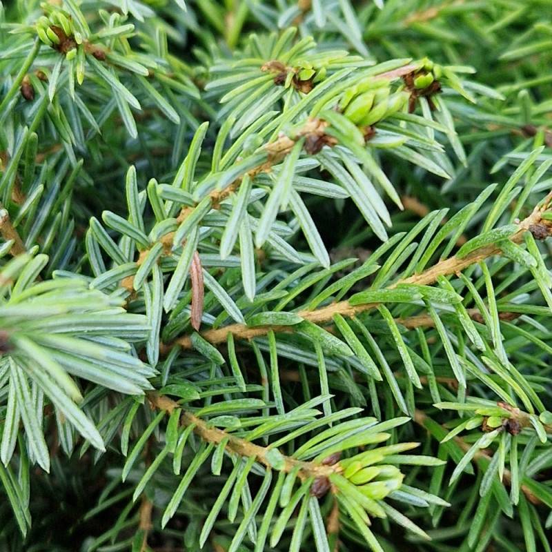 Épicéa de Serbie nain, Picea omorika - Pot de 5L - 40/60 cm - Image 6