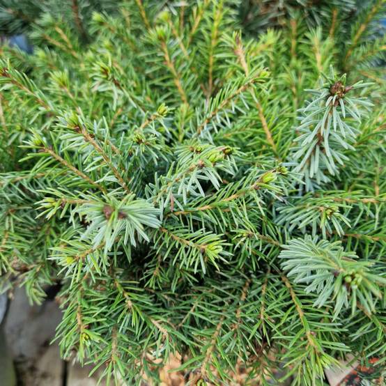 Épicéa de Serbie nain, Picea omorika - Pot de 5L - 40/60 cm - Image 7