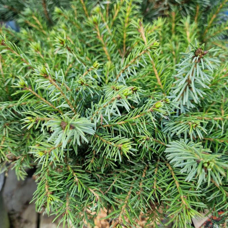 Épicéa de Serbie nain, Picea omorika - Pot de 5L - 40/60 cm - Image 7