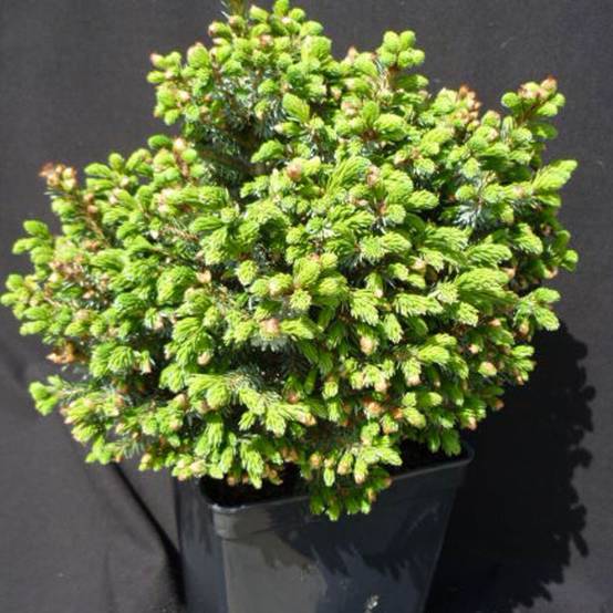 Épicéa de Serbie nain, Picea omorika - Pot de 5L - 40/60 cm - Image 1