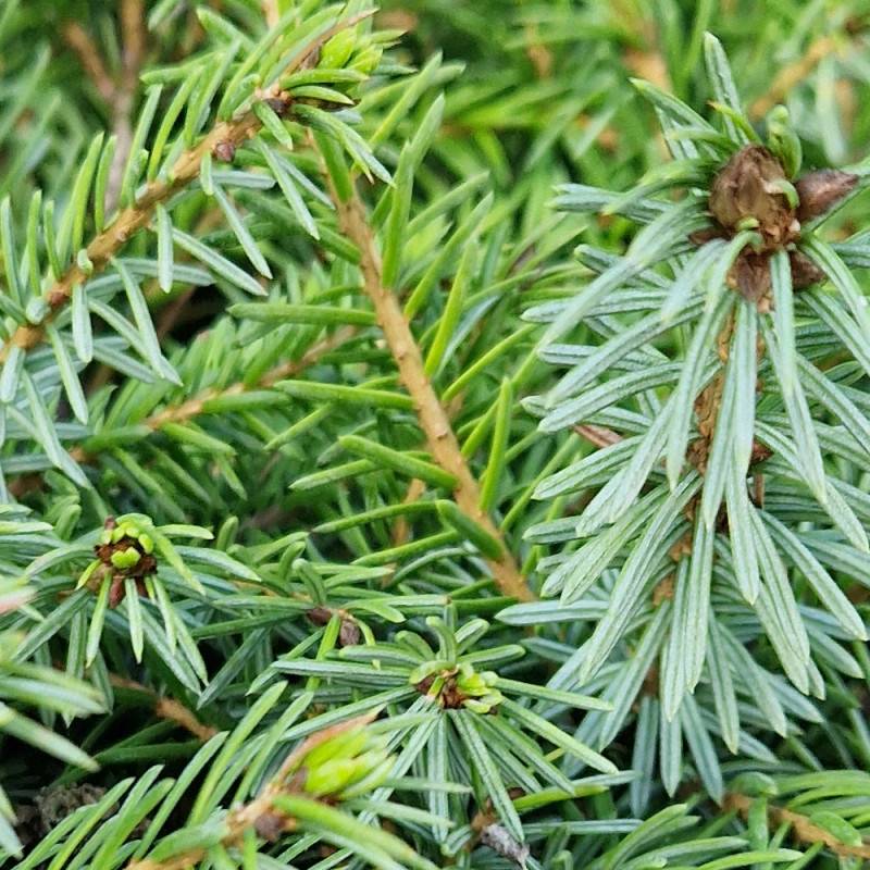 Épicéa de Serbie nain, Picea omorika - Pot de 5L - 40/60 cm - Image 8