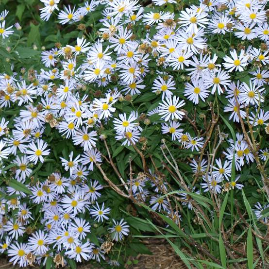 Boltonia asteroides Snowbank - Aster étoilé - Faux Aster Godet de 8/9 cm