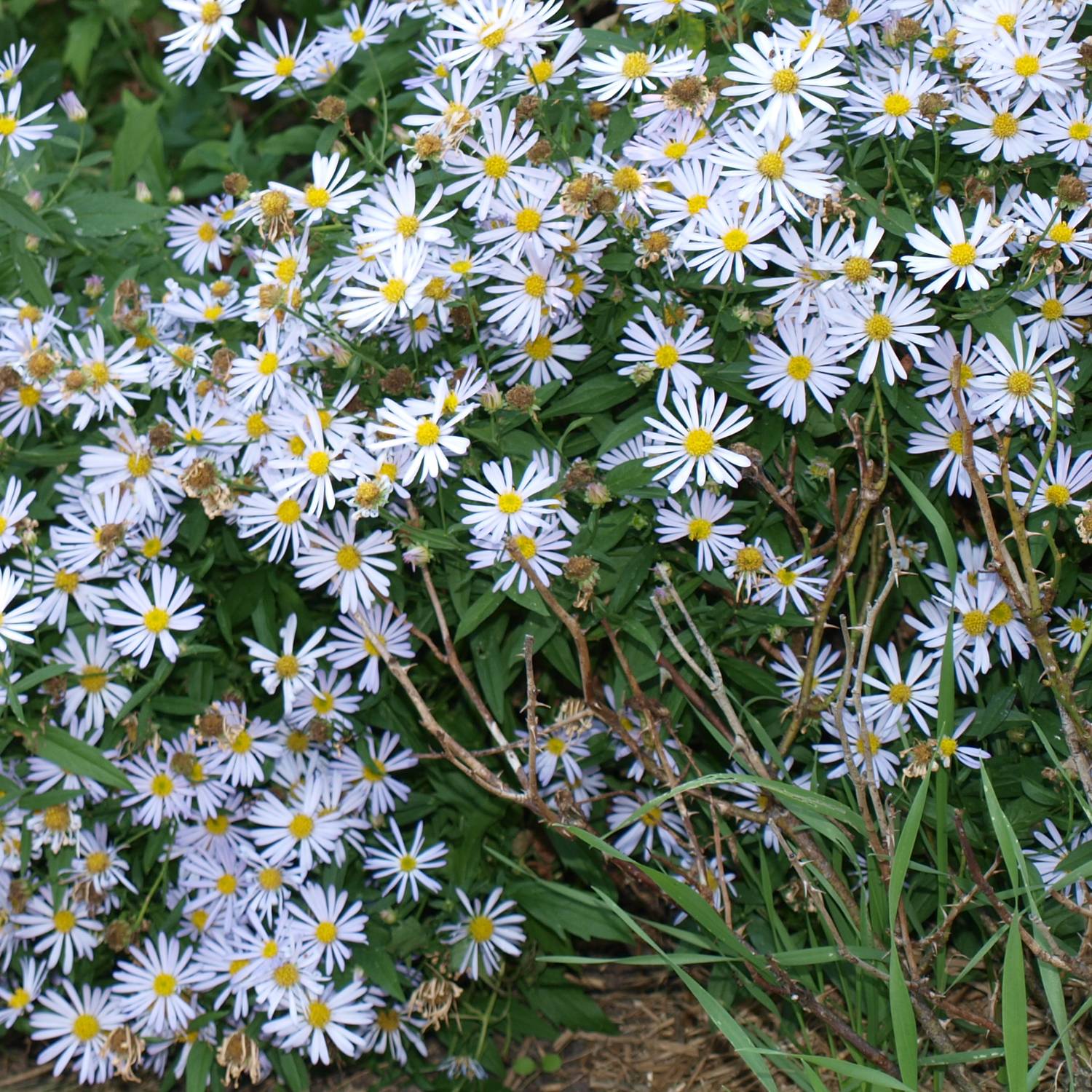 Boltonia asteroides Snowbank - Aster étoilé - Faux Aster Godet de 8/9 cm