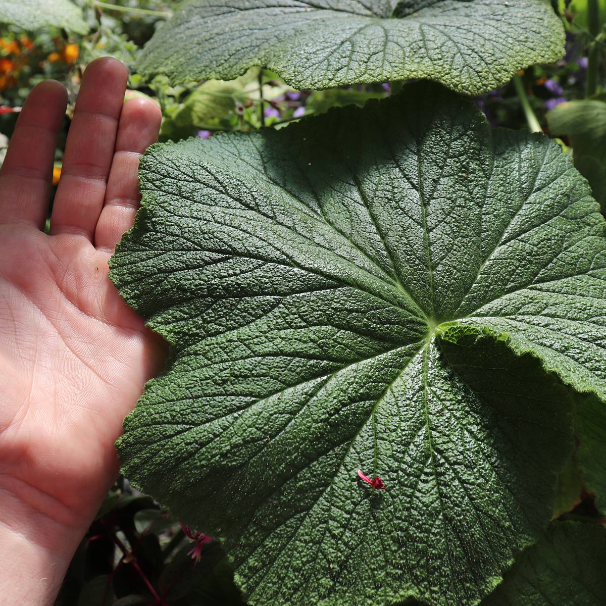 Pelargonium papilionaceum - Géranium botanique au parfum de citron Pot de 1L/1,5L