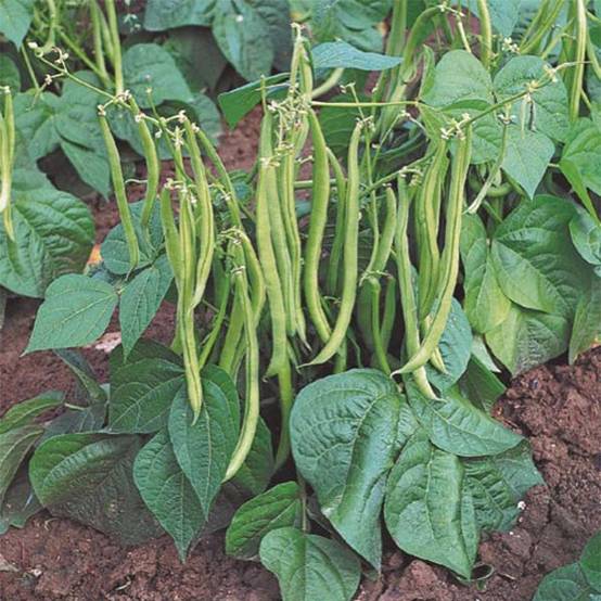 Haricot nain mangetout Maxi le sachet de 220 graines environ (80g)