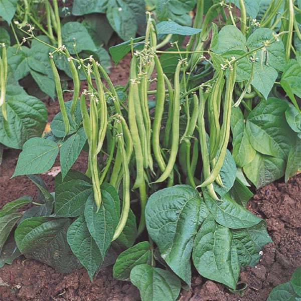 Haricot nain mangetout Maxi le sachet de 220 graines environ (80g)