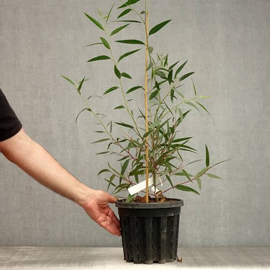 Eucalyptus stricta - Eucalyptus mallee des Blue Mountains Pot de 4L/5L, Pot anti-chignon - Image 2