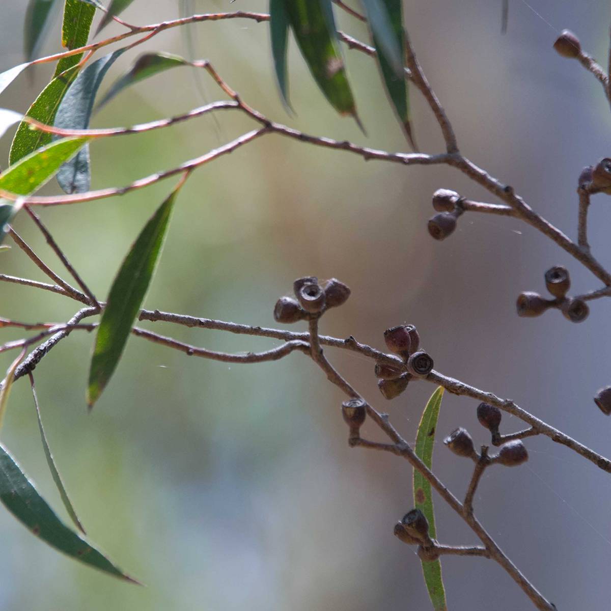 Eucalyptus stricta - Eucalyptus mallee des Blue Mountains Pot de 4L/5L, Pot anti-chignon - Image 1