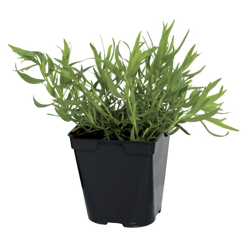 Plant de estragon pot de 1litre - Image 1