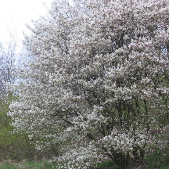 Amelanchier lamarckii - Amélanchier de Lamarck Pot de 7,5L/10L