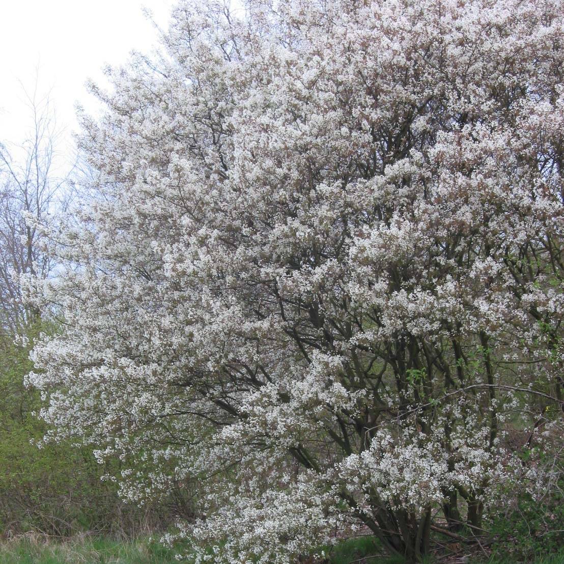 Amelanchier lamarckii - Amélanchier de Lamarck Pot de 7,5L/10L